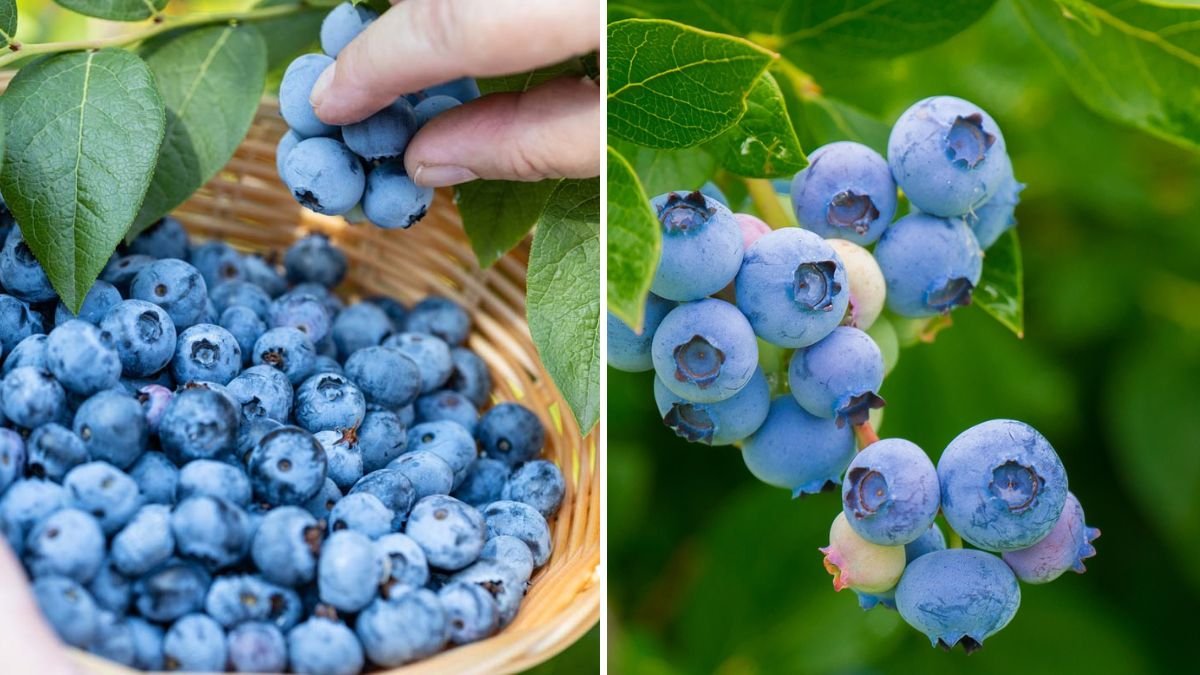 How to Grow Blueberries in Pots for Fresh Harvests at Home