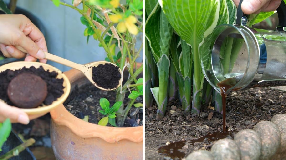 5 Genius Ways to Use Coffee Grounds in Your Garden, According to Experts