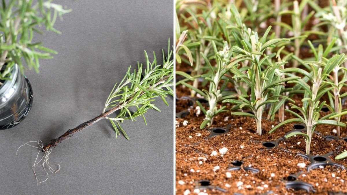How to Propagate Rosemary for an Endless Supply of Herbs