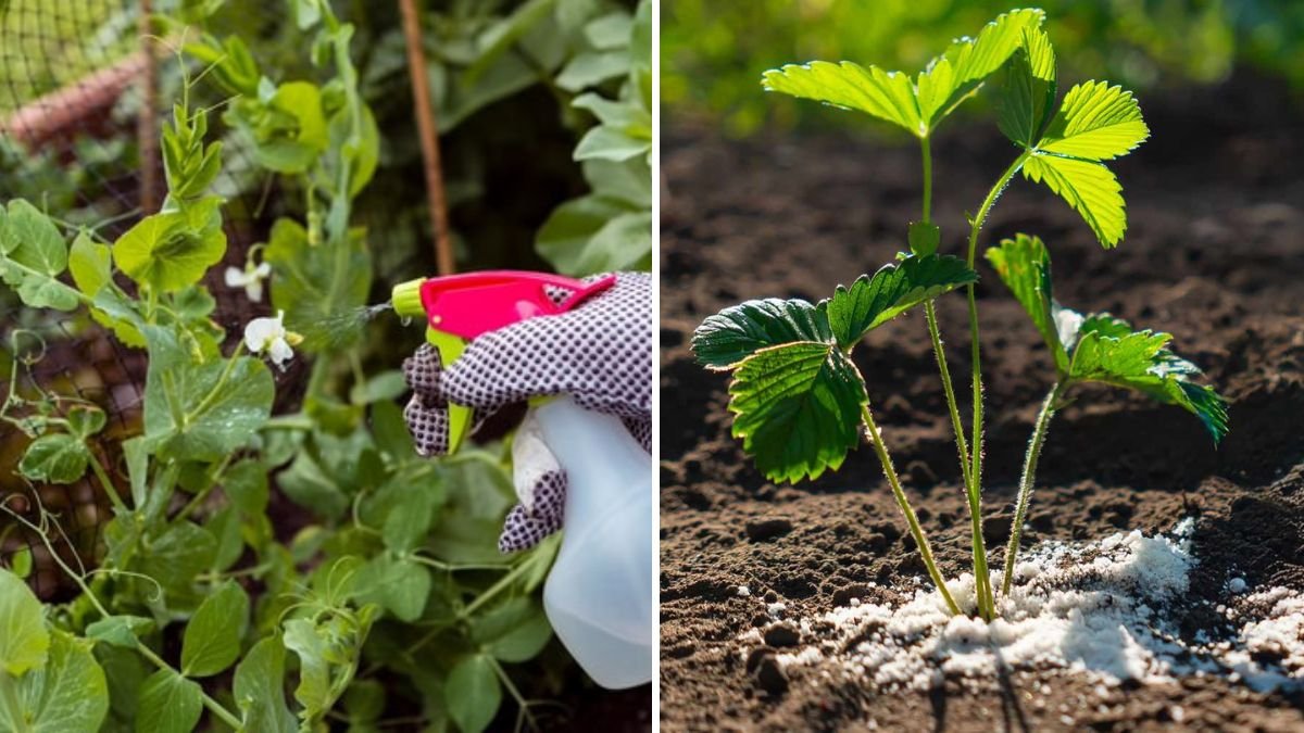 5 Common Fertilizing Mistakes That Could Damage Your Plants—and How to Avoid Them