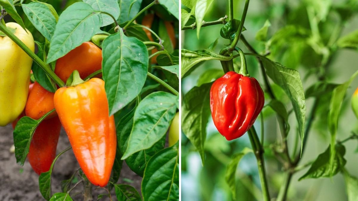 How to Grow Peppers Indoors for Fresh Harvests Year-Round