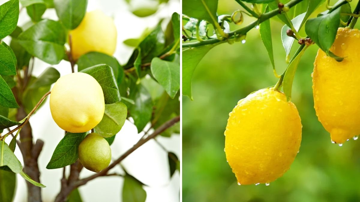 How to Grow Lemons Indoors for Fresh Citrus Anytime