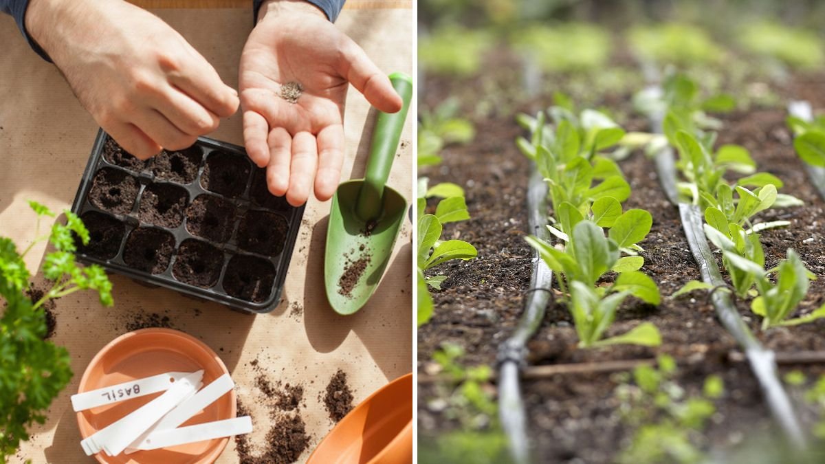 5 Easy Ways to Save Seeds From Your Favorite Vegetables