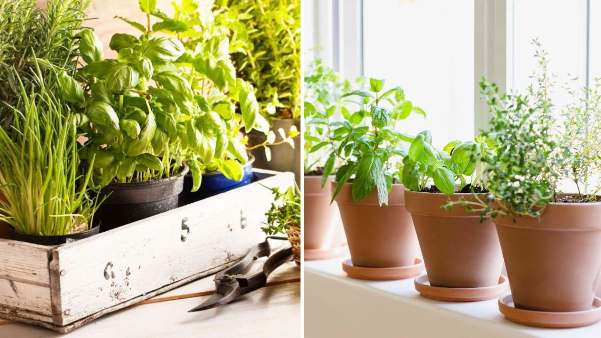 How to Start an Indoor Herb Garden for Fresh Flavors All Year