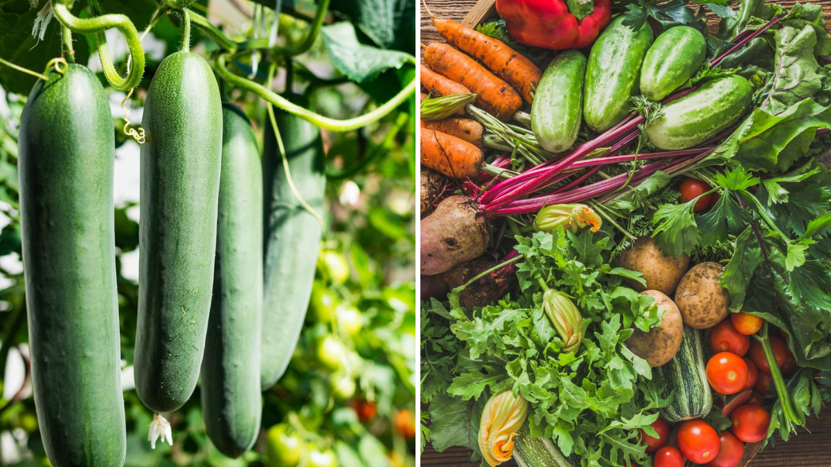 The Best Companion Plants for Fall Vegetables