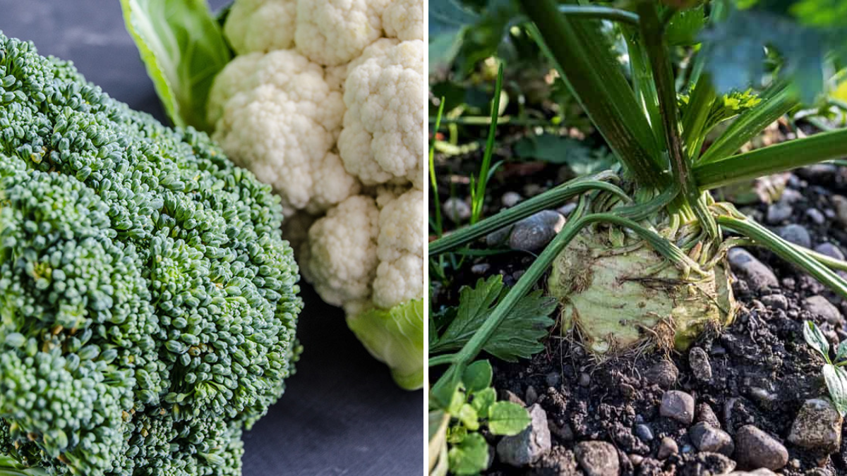 8 Vegetables That Taste Better After a Frost