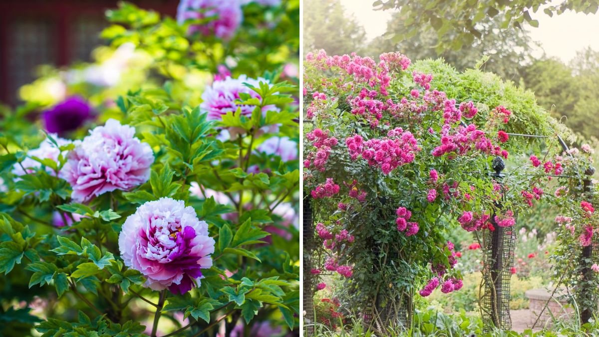 5 Fragrant Flowers You Should Always Grow Near a Patio