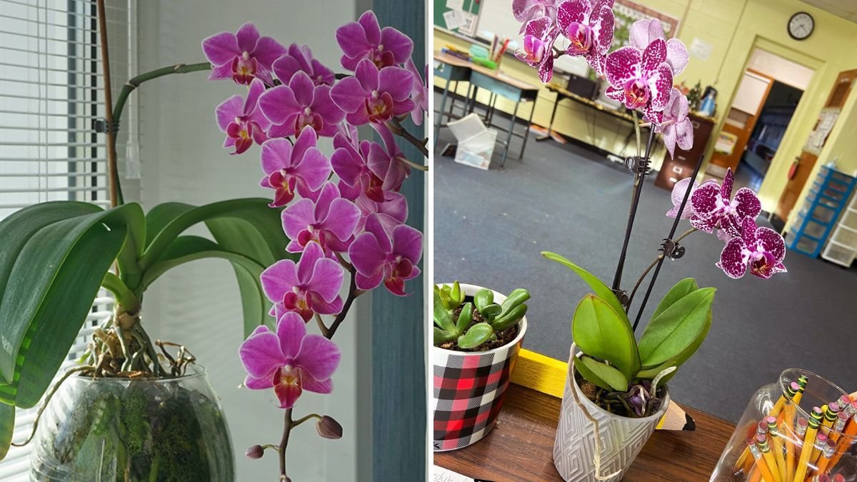 How to Keep Orchids Blooming Longer Indoors