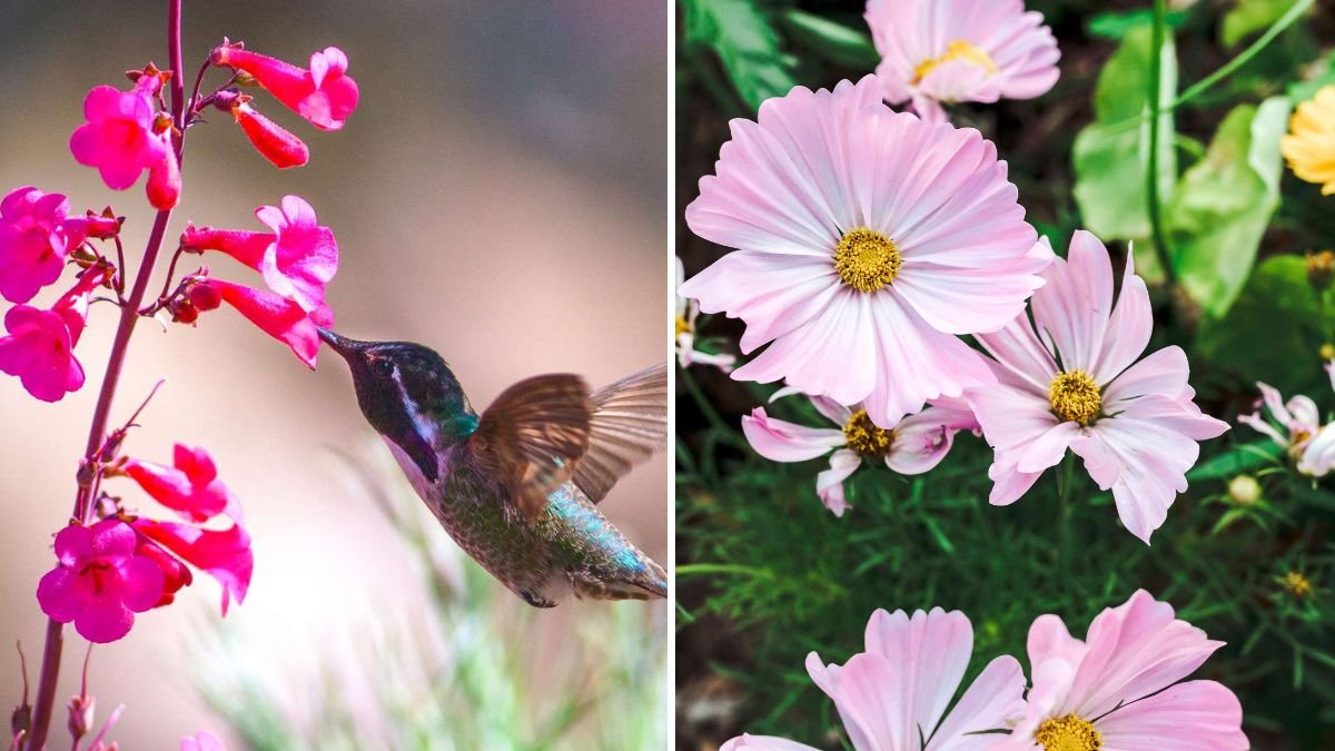 5 Flowers That Attract Pollinators to Your Garden, According to Experts