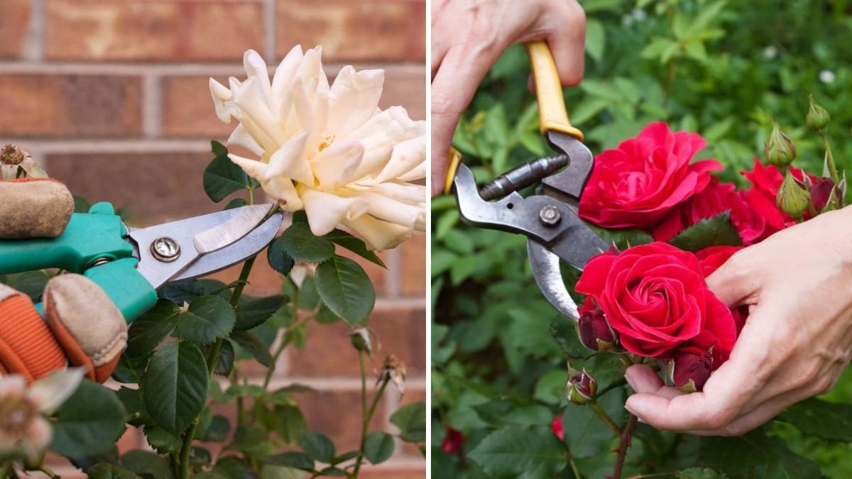 How to Prune Roses for Bigger Blooms All Summer