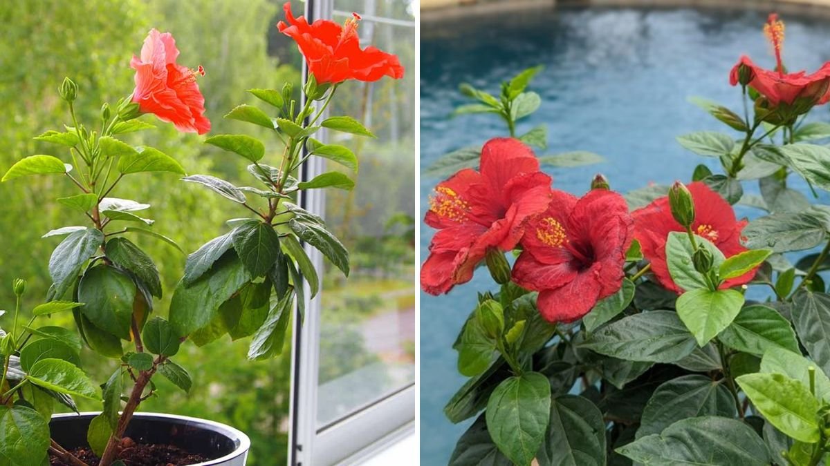 How to Overwinter Potted Hibiscus Plants Indoors