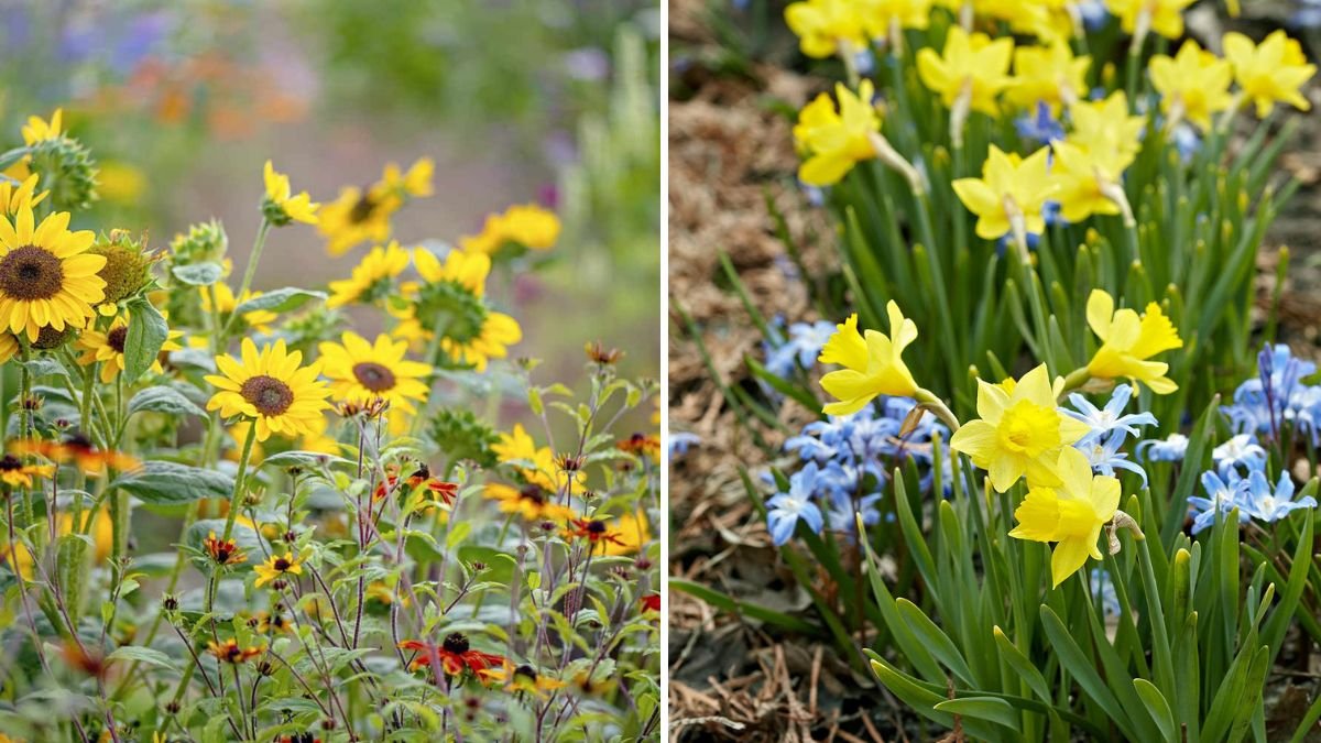 7 Flowers That Should Never Be Planted Together, According to Horticulturists