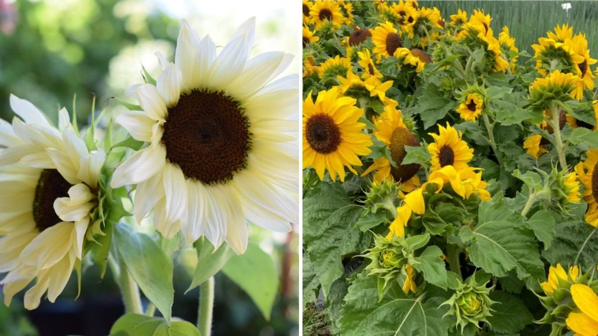 How to Grow Sunflowers in Containers for Cheerful Blooms
