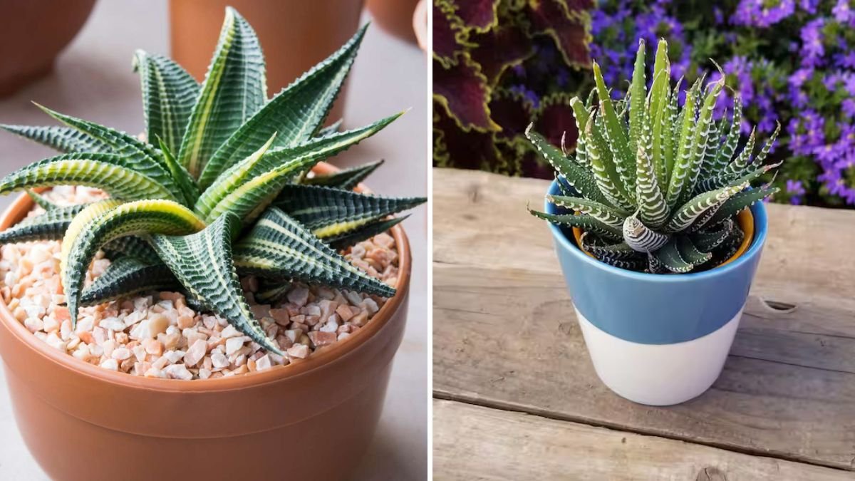 8 Low-Maintenance Succulents Perfect for Beginners