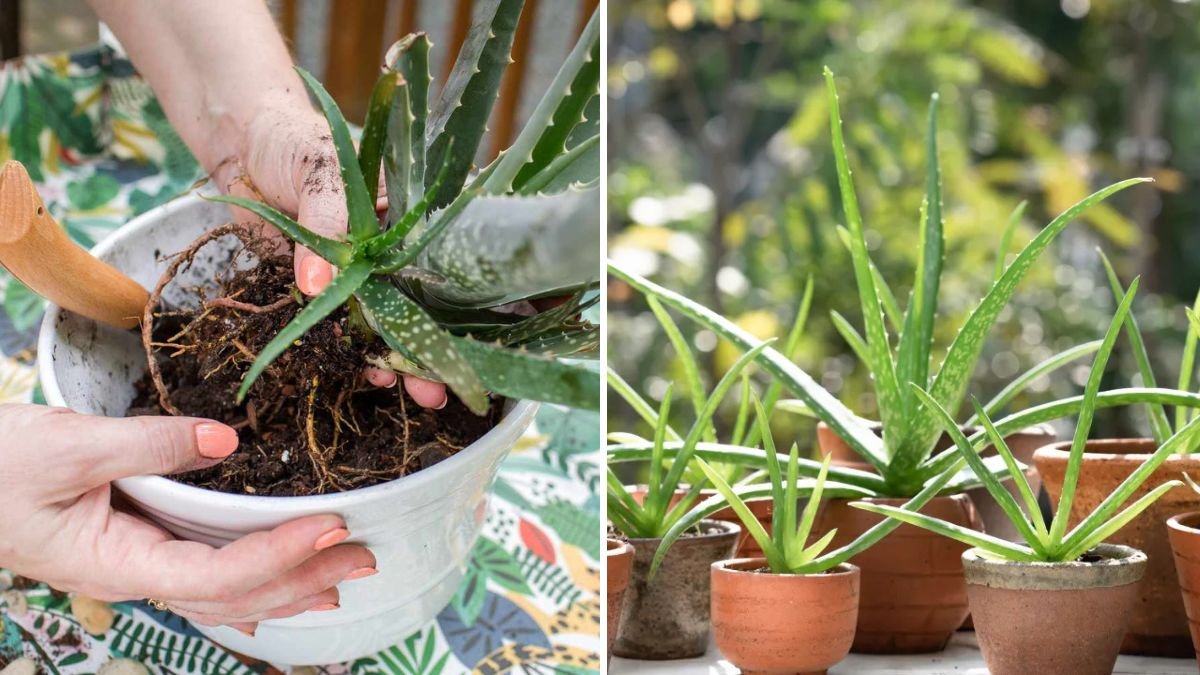 How to Propagate Aloe Vera for Endless New Plants