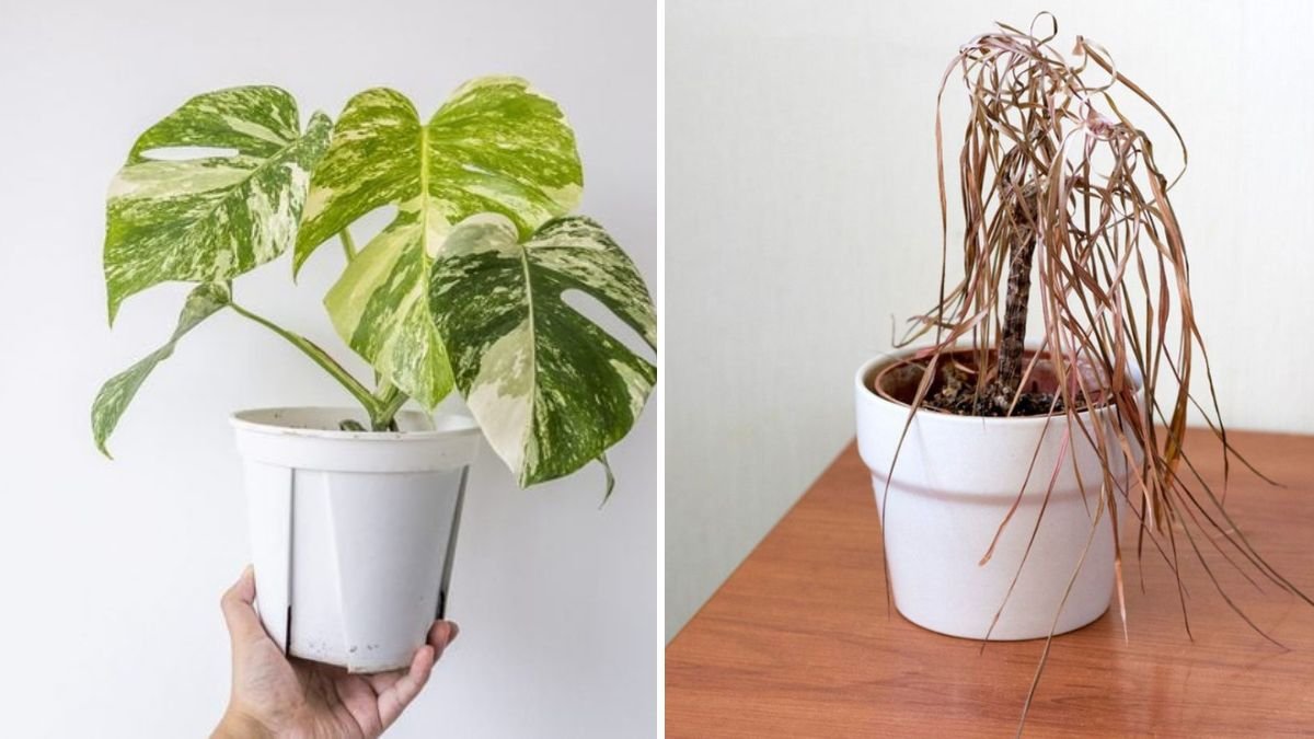 How to Revive a Dying Houseplant in 3 Simple Steps