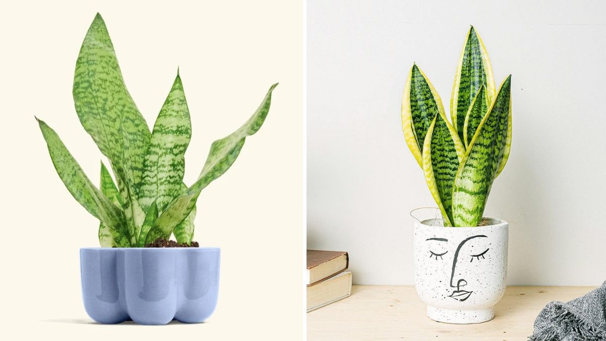 How to Grow Snake Plant Indoors for a Stress-Free Green Corner