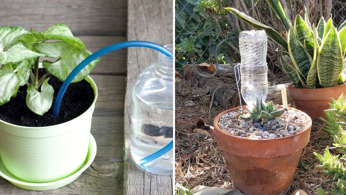 8 Clever DIY Watering Systems for Plants While You’re Away