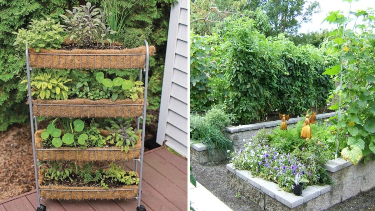 How to Build a Vertical Garden for Small Spaces