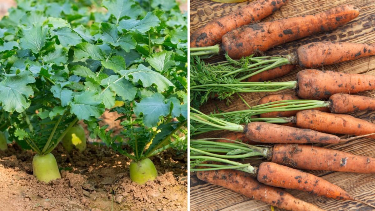 7 Winter Vegetables You Can Grow Indoors for Fresh Harvests