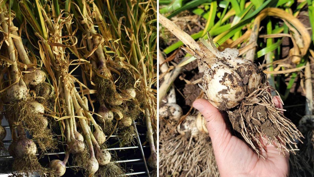 How to Grow Garlic in Winter for a Spring Harvest