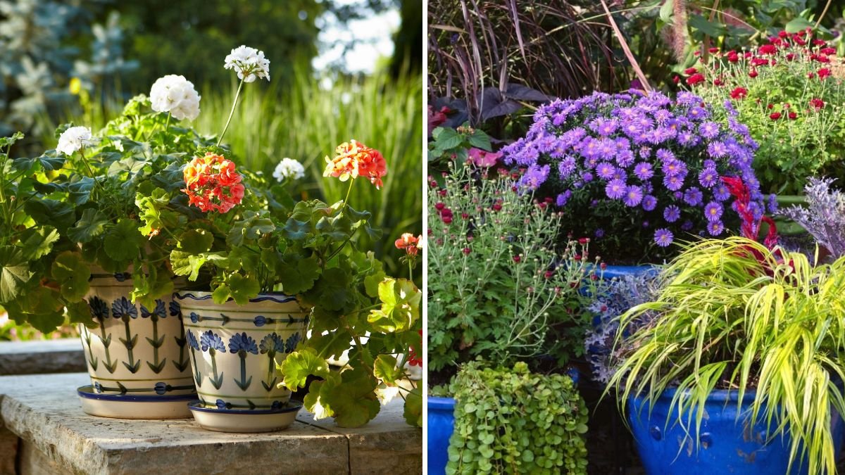 How to Overwinter Container Plants Without Losing Them