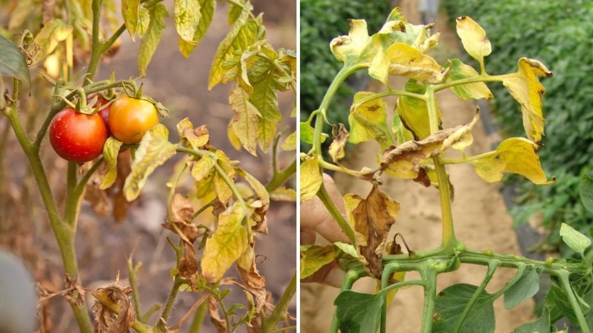 Are Your Tomato Leaves Turning Yellow? Here’s What It Means