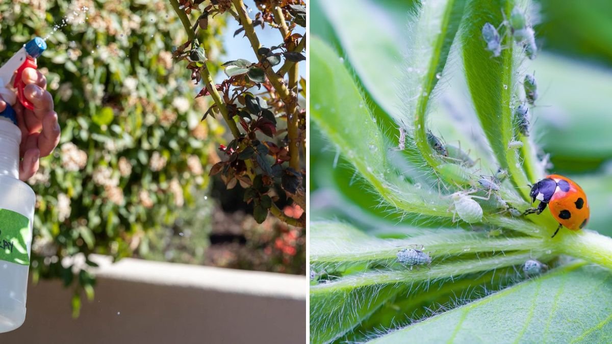 How to Get Rid of Aphids Naturally Without Chemicals