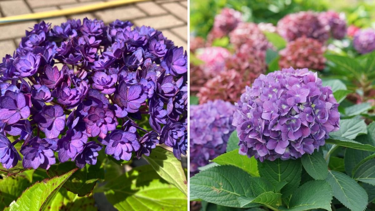 Why Your Hydrangeas Aren’t Blooming—and How to Fix It