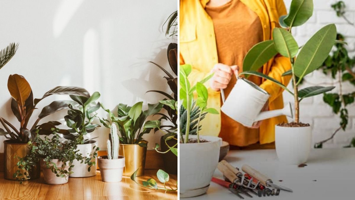 Why Overwatering Is the #1 Plant Killer—and How to Avoid It