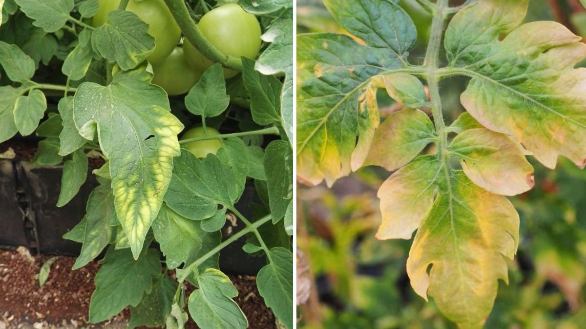 How to Spot Nutrient Deficiencies in Plants Before It’s Too Late