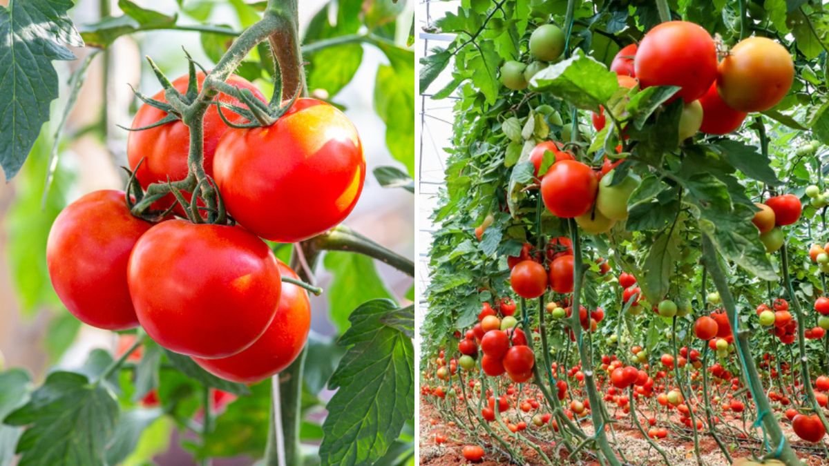How to Grow Tomatoes in Pots for Juicy Harvests on a Patio