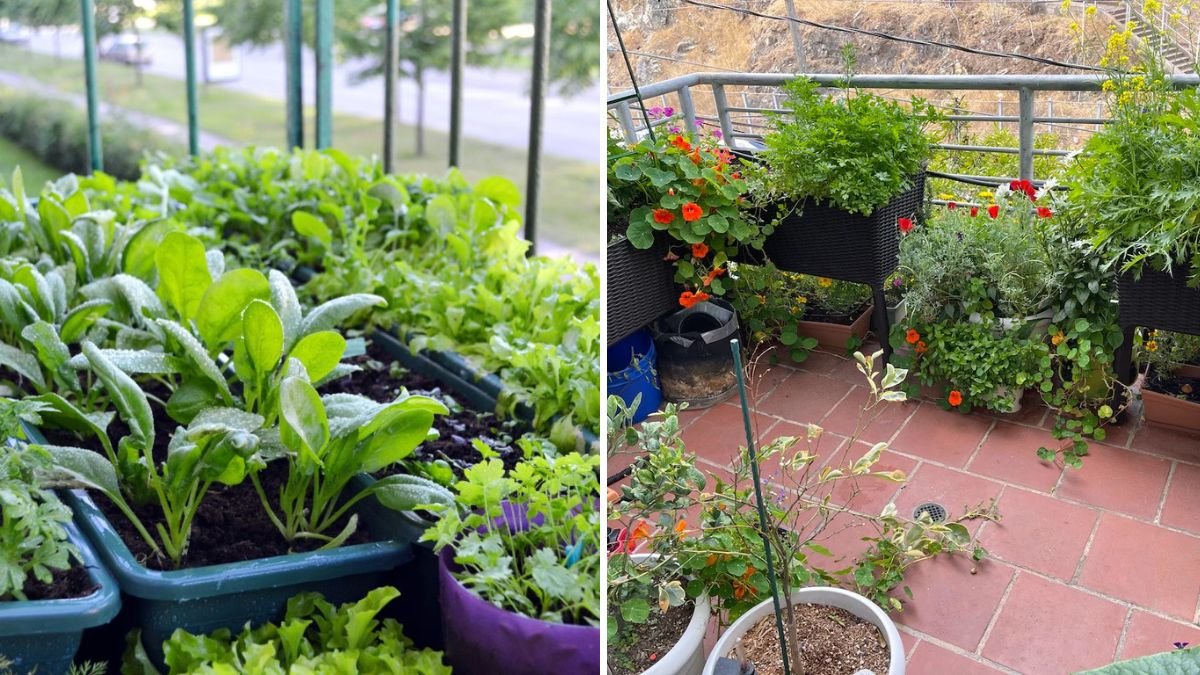 10 Vegetables That Thrive in Balcony Gardens