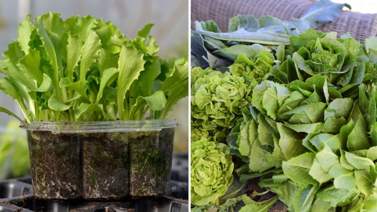 How to Grow Lettuce in Pots for Quick Salads Anytime