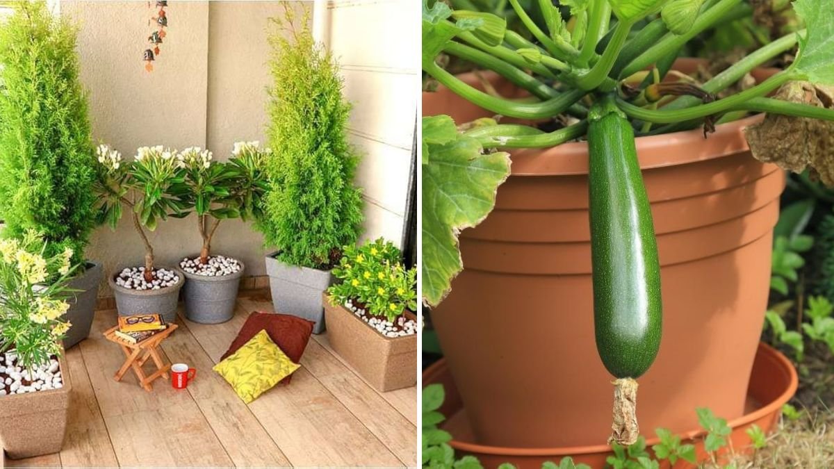 6 Mistakes to Avoid When Growing Plants in Containers