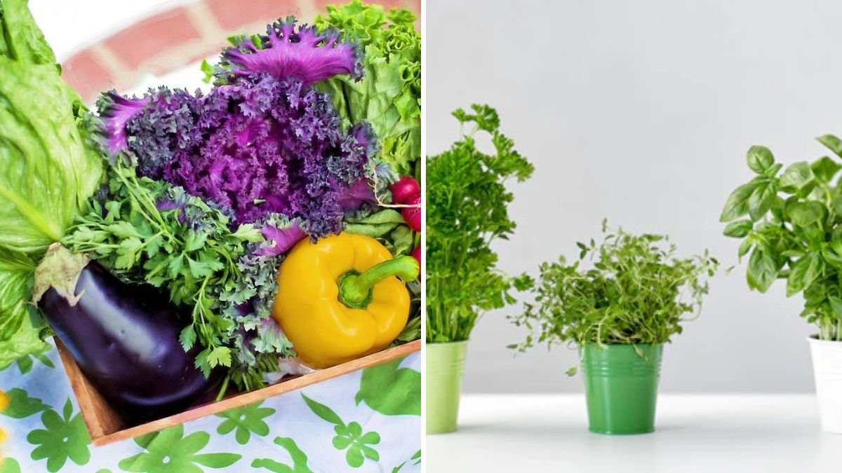 7 Vegetables That Don’t Need a Garden to Grow Well
