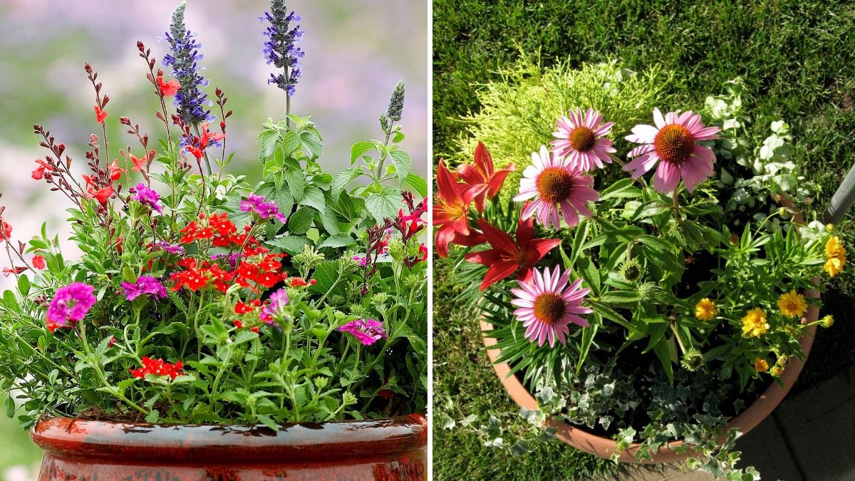 How to Create a Container Garden That Attracts Pollinators
