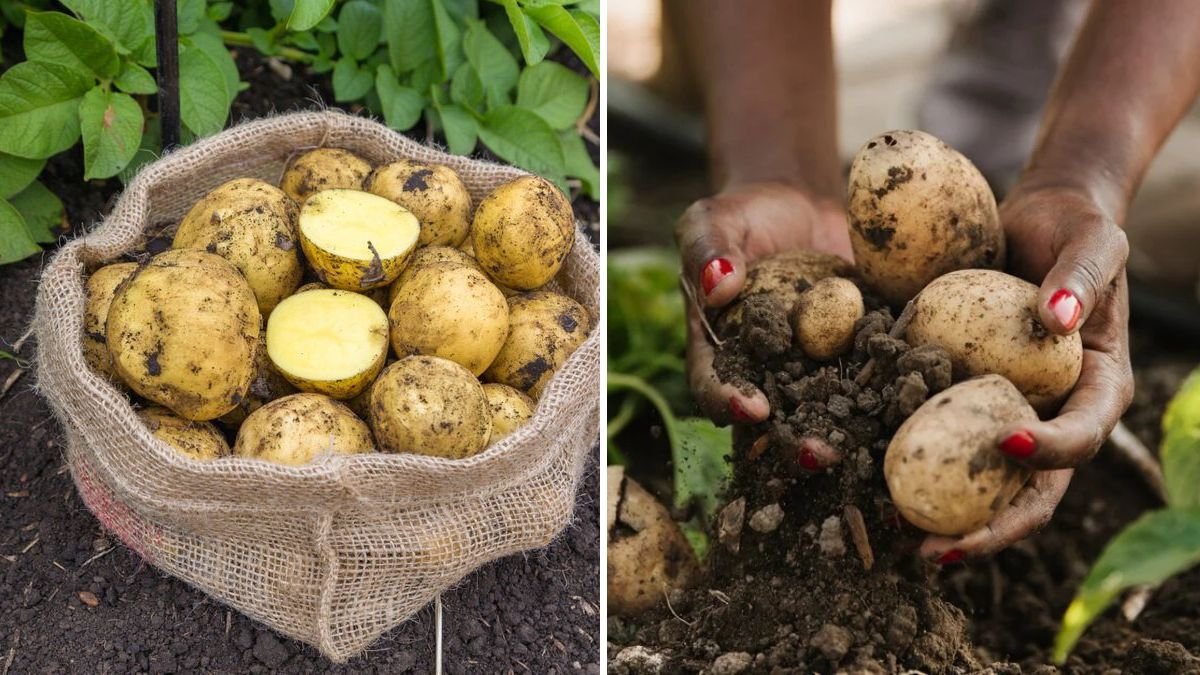 How to Grow Potatoes in a Bag for Easy Harvests
