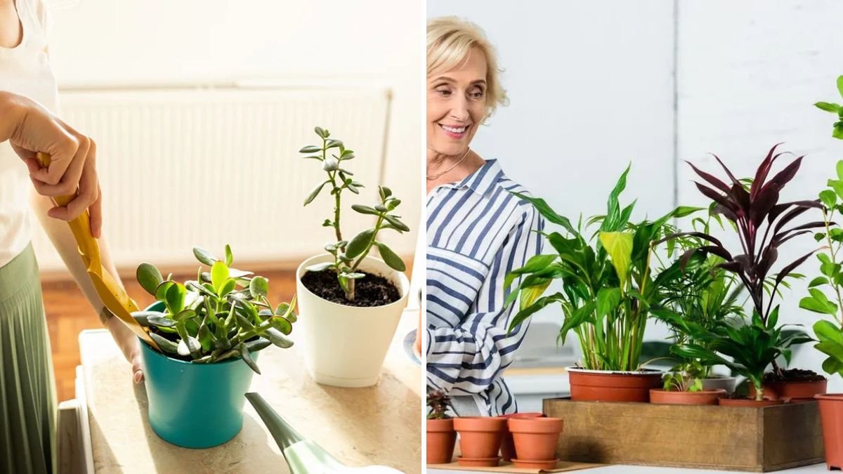 7 Indoor Plants That Bring Good Luck, According to Tradition