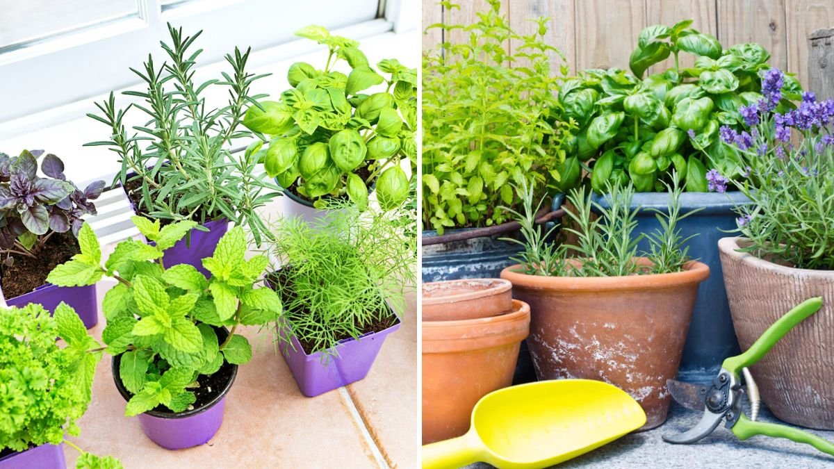 How to Grow Herbs in Small Containers All Year