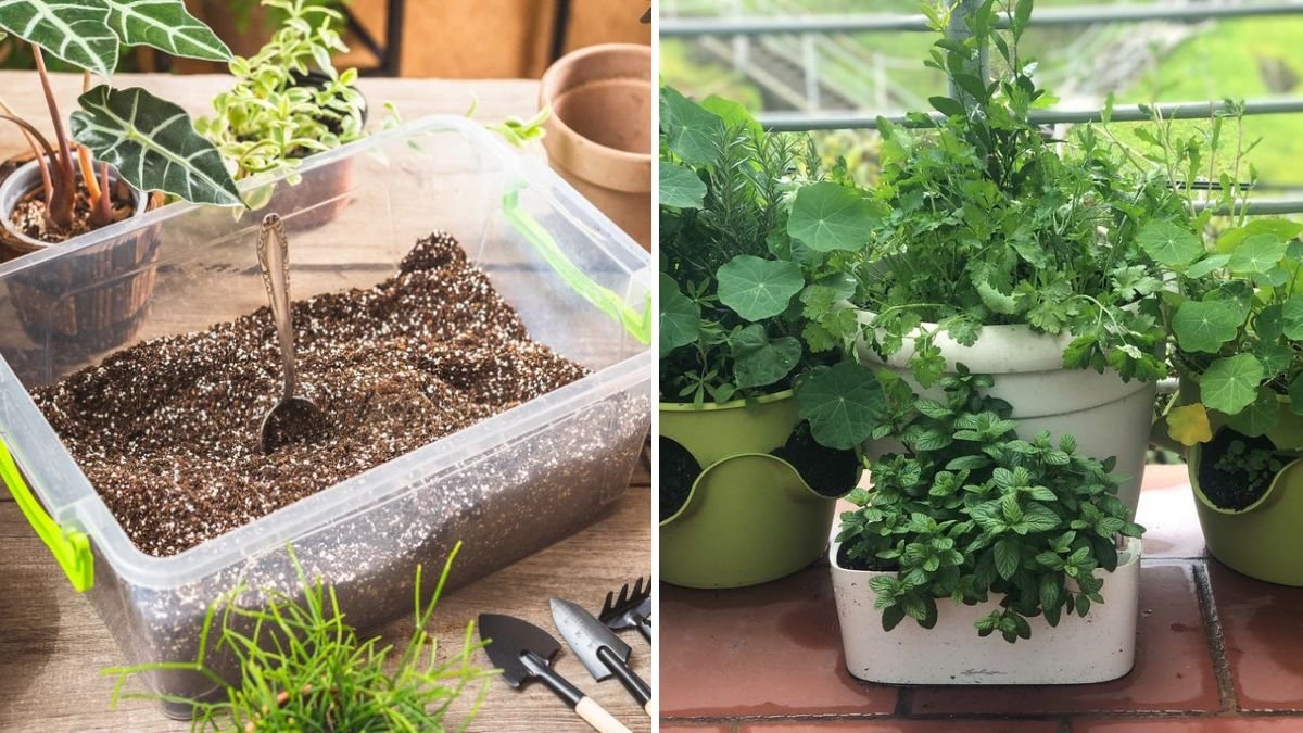 The Best Soil Mix for Balcony Vegetables