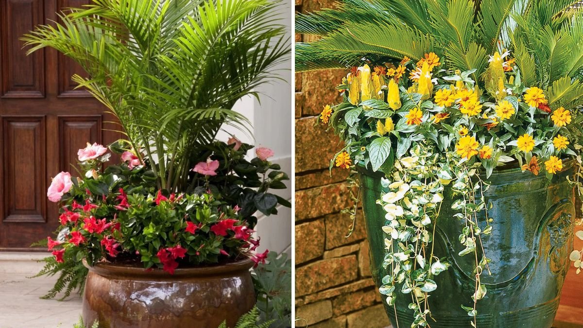 7 Container Plants That Add Color All Season