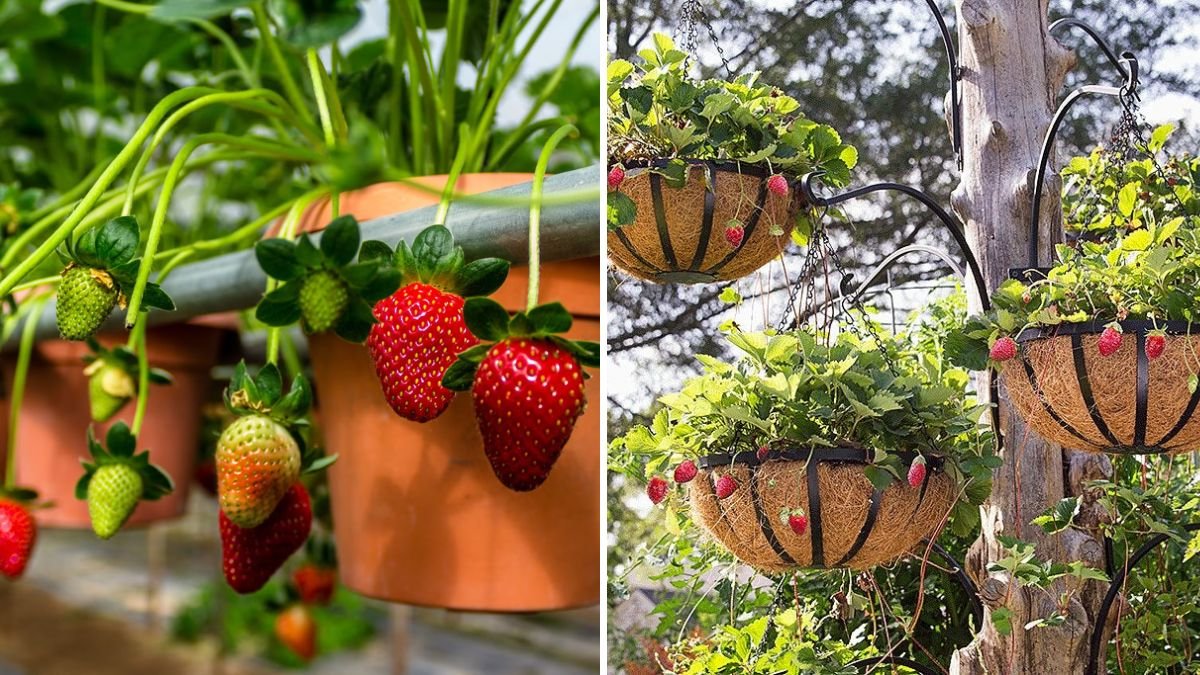 How to Grow Strawberries in Hanging Containers