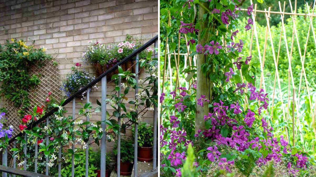 How to Use Trellises for Balcony Climbing Plants
