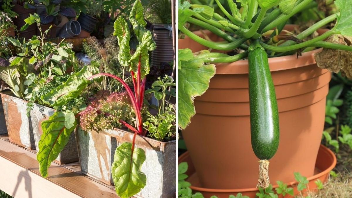 8 Common Container Gardening Mistakes to Avoid
