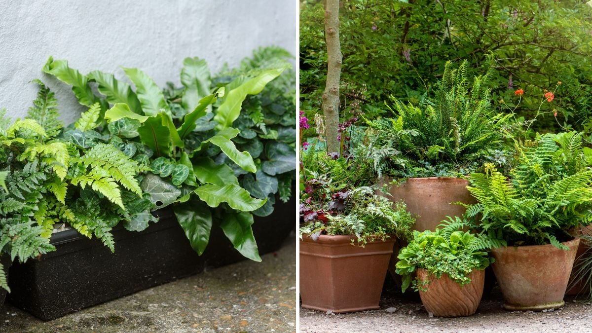 How to Keep Balcony Plants From Drying Out in Summer