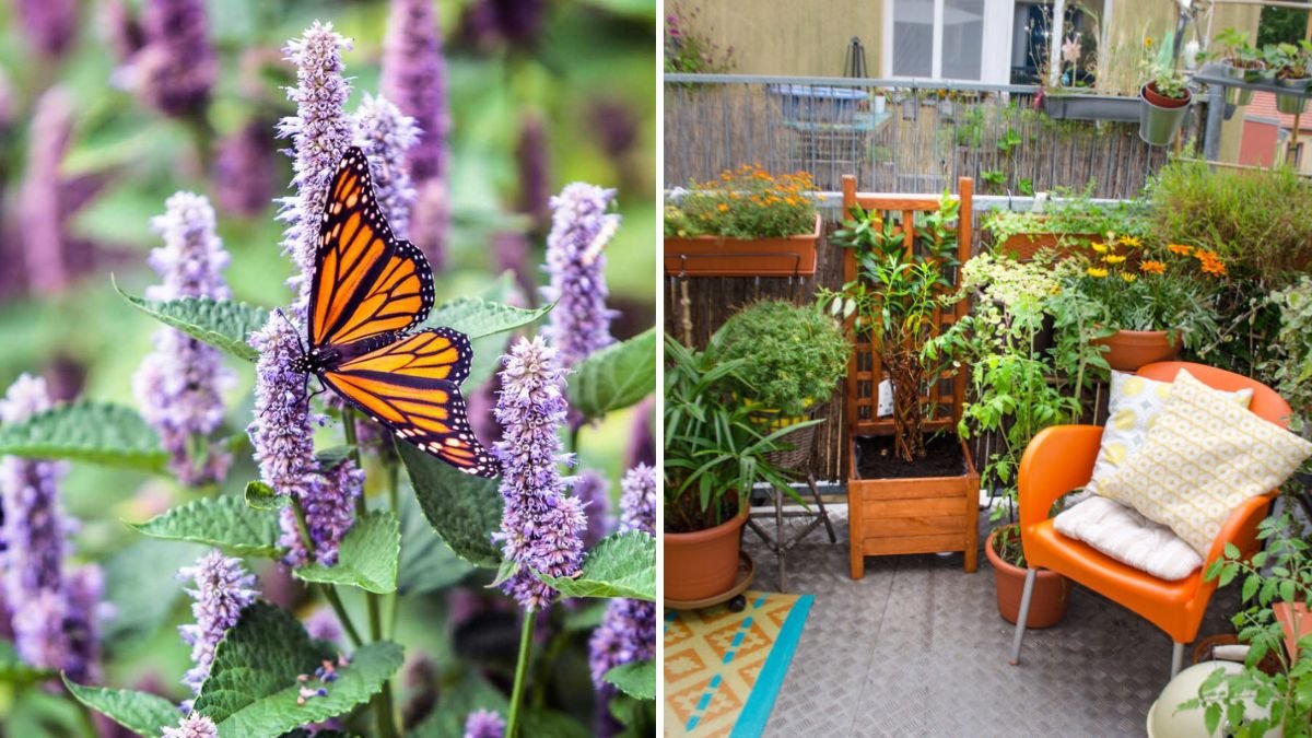 10 Balcony Plants That Attract Pollinators