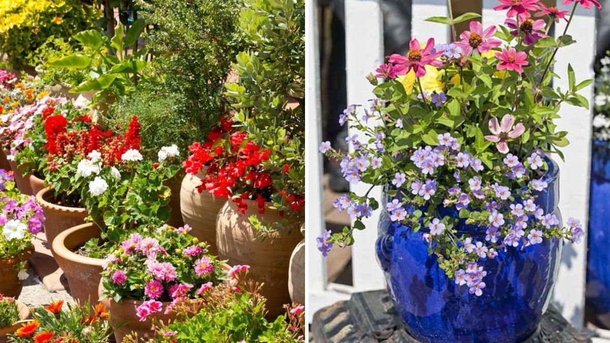 How to Arrange Flower Pots for Visual Depth