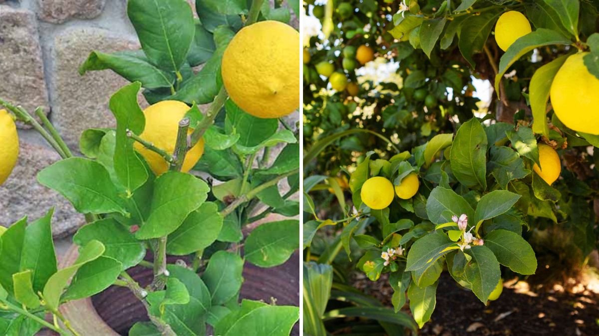How to Grow Mini Citrus Trees in Containers
