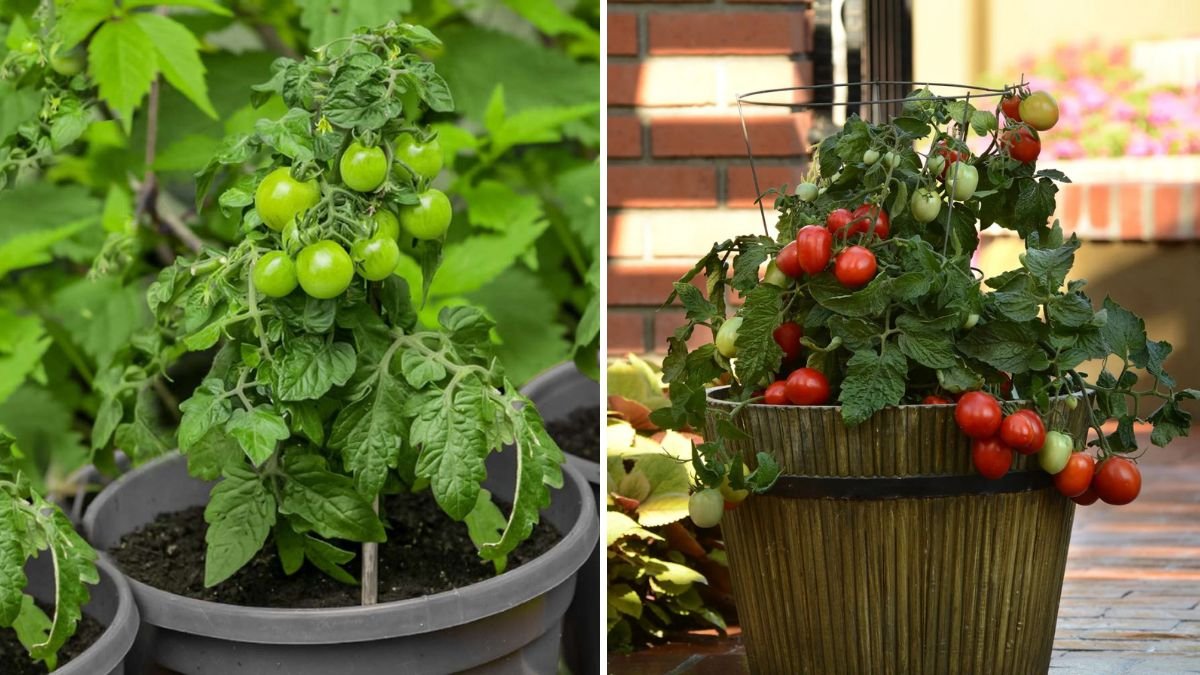 How to Grow Tomatoes in Small Buckets